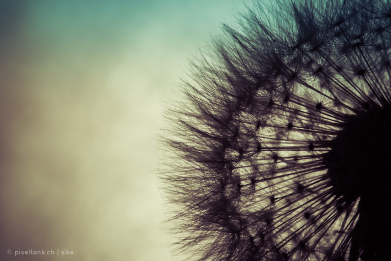 Dandelions